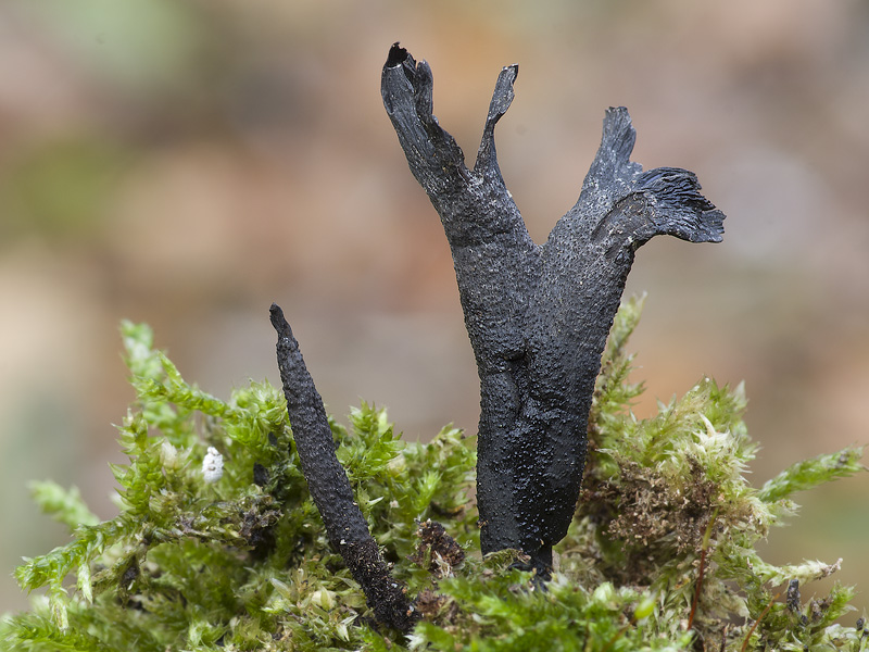 Xylaria hypoxylon